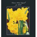 Baltus Narcissus Mini Quail bloembollen per 800 stuks